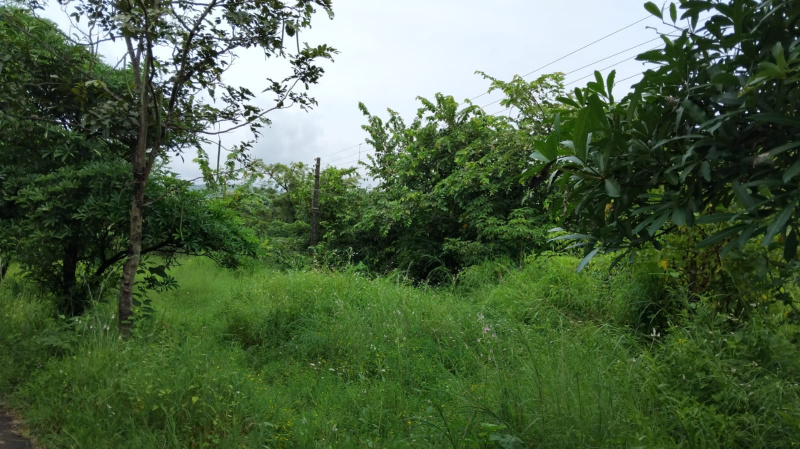  Agricultural Land 100 Acre for Sale in Kheradi, Chiplun