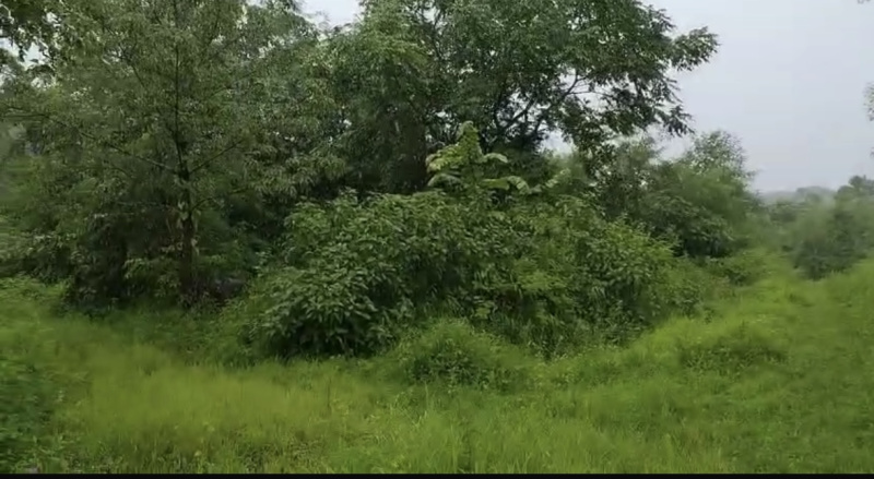  Agricultural Land 45 Acre for Sale in Mahad, Raigad