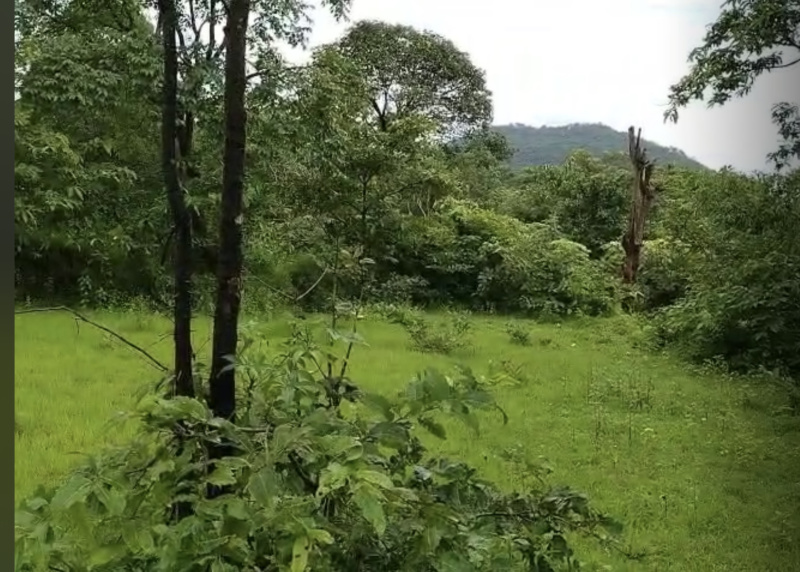  Agricultural Land 9 Acre for Sale in Mahad, Raigad