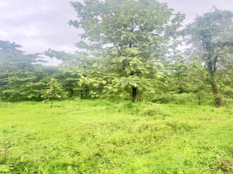  Agricultural Land 1 Acre for Sale in Mahad, Raigad