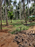  Agricultural Land for Sale in Amalapuram, East Godavari