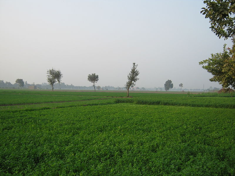  Agricultural Land 19 Acre for Sale in Shahbad, Kurukshetra