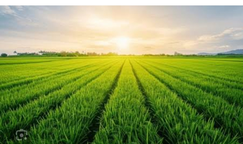  Agricultural Land 5 Bigha for Sale in Kiratpur, Bijnor