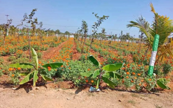  Agricultural Land for Sale in Kalapet, Pondicherry