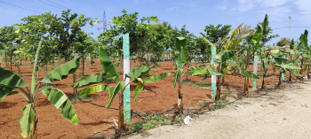  Agricultural Land for Sale in Cheyyur, Chengalpattu