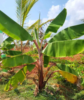  Agricultural Land for Sale in Karunguzhi, Chengalpattu