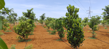 Agricultural Land for Sale in Edaikazhinadu, Kanchipuram