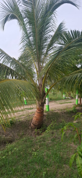  Agricultural Land for Sale in Uthiramerur, Kanchipuram