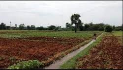  Agricultural Land for Sale in Salempur, Kanpur