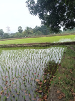  Agricultural Land for Sale in Sholingur, Vellore