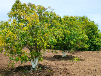  Agricultural Land for Sale in Acharapakkam, Chengalpattu