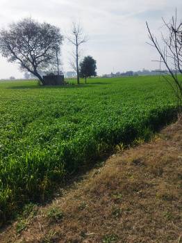  Agricultural Land for Sale in Ropar, Rupnagar