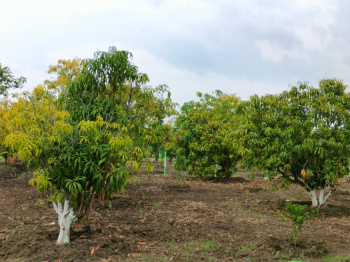  Agricultural Land for Sale in Acharapakkam, Chengalpattu