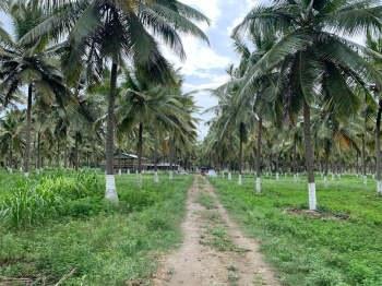  Agricultural Land for Sale in Pethappampatti, Tirupur