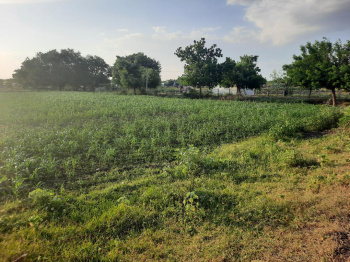  Agricultural Land for Sale in Aruppukkottai, Virudhunagar