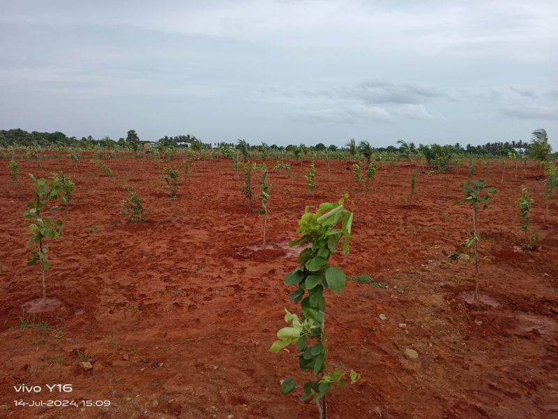  Agricultural Land 9600 Sq.ft. for Sale in Ecr To Marakanam Road, Chennai