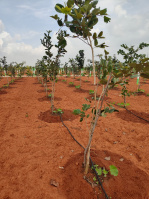  Agricultural Land for Sale in Ecr To Marakanam Road, Chennai
