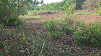  Agricultural Land for Sale in Alibag, Raigad