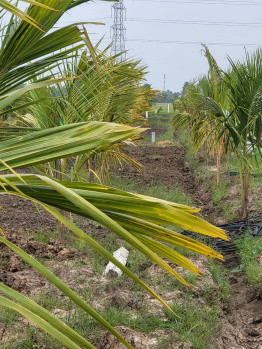  Agricultural Land for Sale in Padalam, Kanchipuram