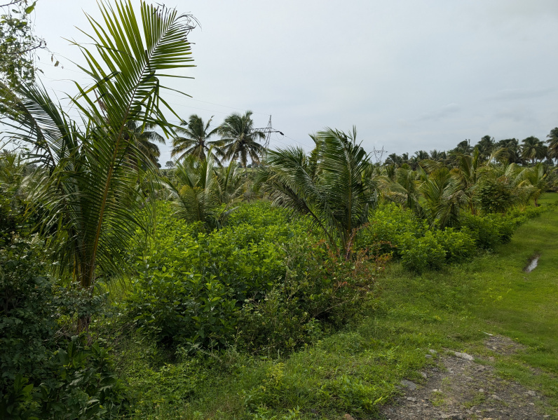  Agricultural Land 2 Acre for Sale in Kinathukadavu, Coimbatore