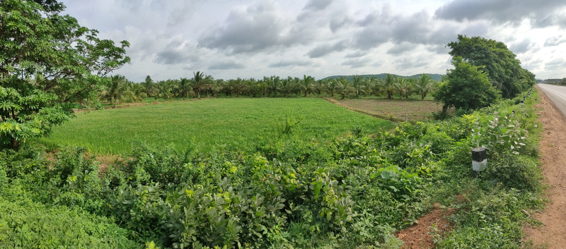  Agricultural Land 80 Cent for Sale in Annavaram, Kakinada