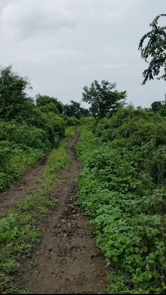  Agricultural Land 4 Ares for Sale in Katol, Nagpur