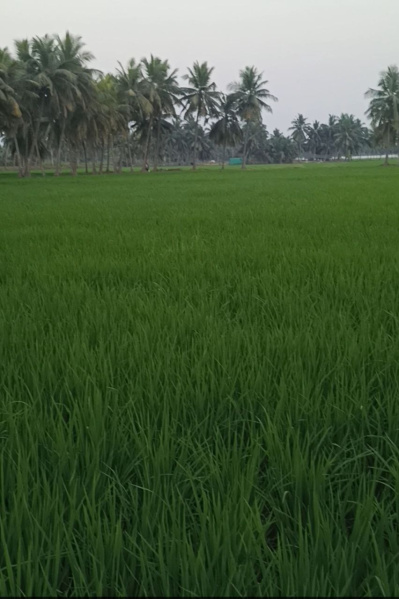  Agricultural Land 2 Acre for Sale in Palakollu, West Godavari