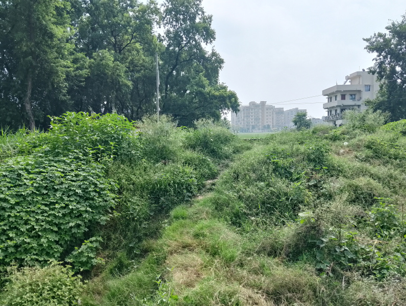  Residential Plot 1100 Sq.ft. for Sale in Jaganpura Road, Patna