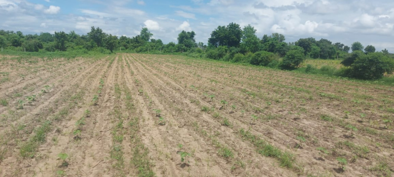  Agricultural Land 100000 Sq.ft. for Sale in Sinor, Vadodara