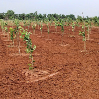  Agricultural Land for Sale in Madurantakam, Chennai