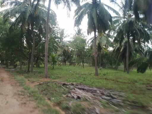  Agricultural Land 70 Acre for Sale in Kalakkad, Tirunelveli