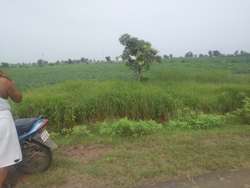  Agricultural Land 5 Bigha for Sale in Akodia, Shajapur