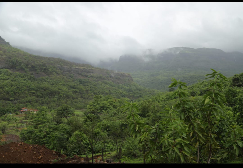  Agricultural Land 21780 Sq.ft. for Sale in Sudhagad, Raigad