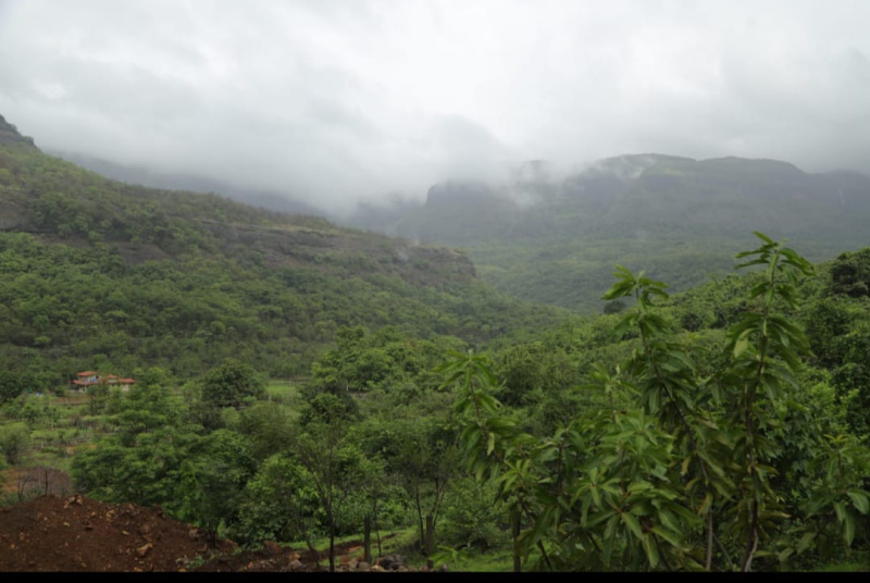  Agricultural Land 21780 Sq.ft. for Sale in Sudhagad, Raigad