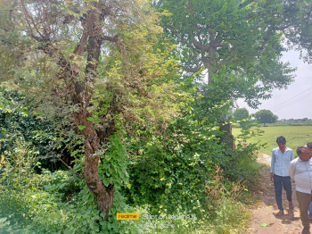  Agricultural Land for Sale in Bawal, Rewari