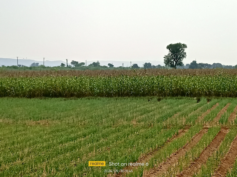  Agricultural Land 3 Bigha for Sale in Alwar Bypass Road, Bhiwadi