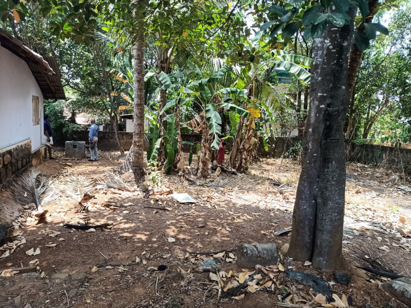  Residential Plot 15 Cent for Sale in Kanimangalam, Thrissur