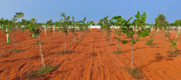  Agricultural Land for Sale in Chengalpet, Chennai