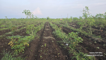  Agricultural Land for Sale in Narayankhed, Sangareddy