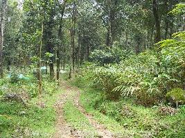  Agricultural Land for Sale in Meppadi, Wayanad