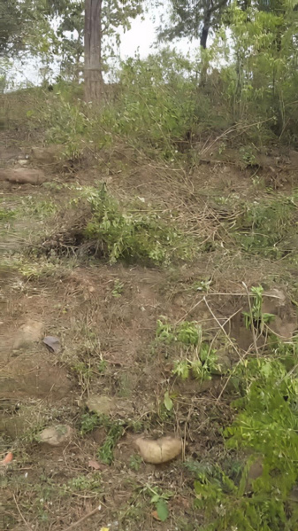  9 Bigha Agricultural/Farm Land for Sale in Gajiyawala, Dehradun