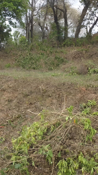  9 Bigha Agricultural/Farm Land for Sale in Gajiyawala, Dehradun