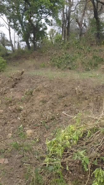  9 Bigha Agricultural/Farm Land for Sale in Gajiyawala, Dehradun
