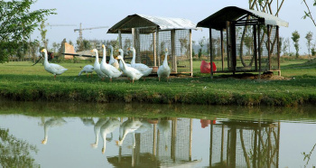  Residential Plot for Sale in Chhatikara, Vrindavan