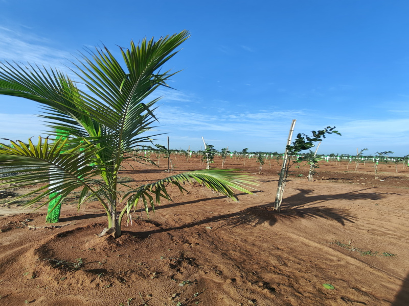  Agricultural Land 60 Acre for Sale in Ecr To Marakanam Road, Chennai