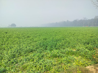 Residential Plot for Sale in Ballabh Nagar Colony, Pilibhit