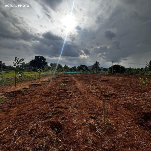  Agricultural Land 9821 Sq.ft. for Sale in Denkanikottai, Hosur