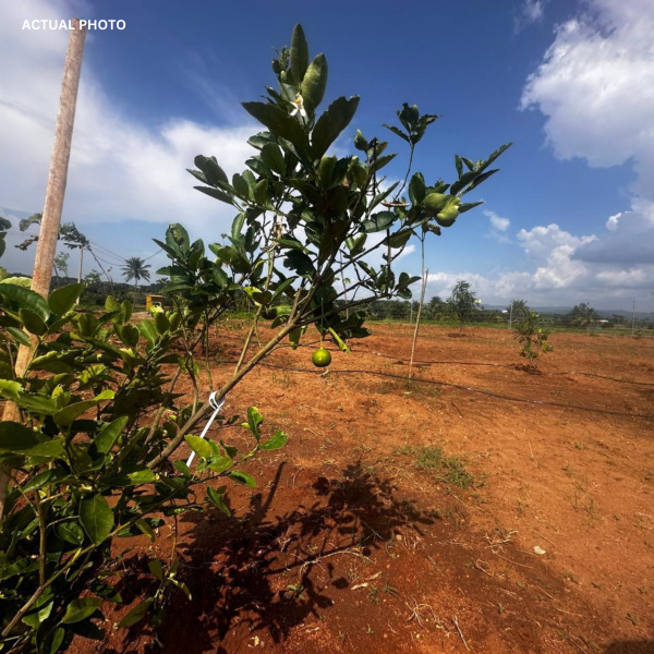  Agricultural Land 9821 Sq.ft. for Sale in Denkanikottai, Hosur