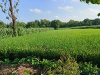 Agricultural Land for Sale in Ramkola, Kushinagar
