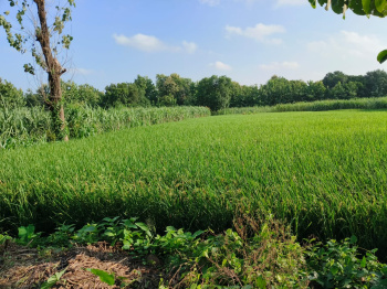  Agricultural Land for Sale in Ramkola, Kushinagar